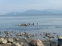 -深圳湾公园(南山区)