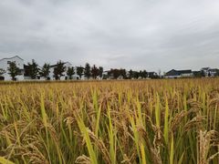 -东梓关景区村庄