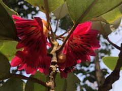 -梧桐山风景名胜区