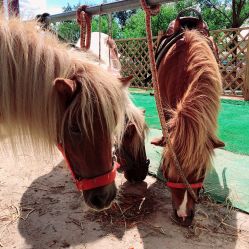 -萌宠亲子动物乐园(槐房万达店)