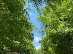 -上海海湾国家森林公园