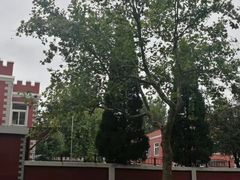 -青岛大学路小学