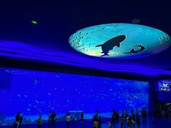 -上海海昌海洋公园
