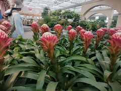 -荷兰花海