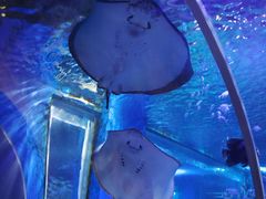 -顺德南宏海立方海洋公园
