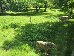 -西安秦岭野生动物园