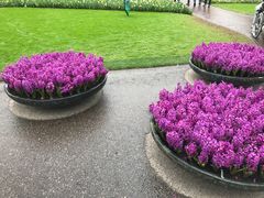 -库肯霍夫公园