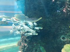 -石家庄海洋公园