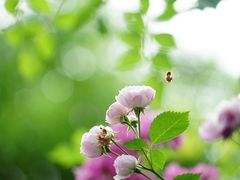 -重庆平顶山公园