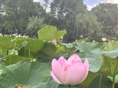 -陈家山荷花公园