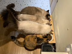 -滚猫咖啡·猫咖·猫友好撸猫(未来城店)