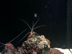 -暹罗海洋世界