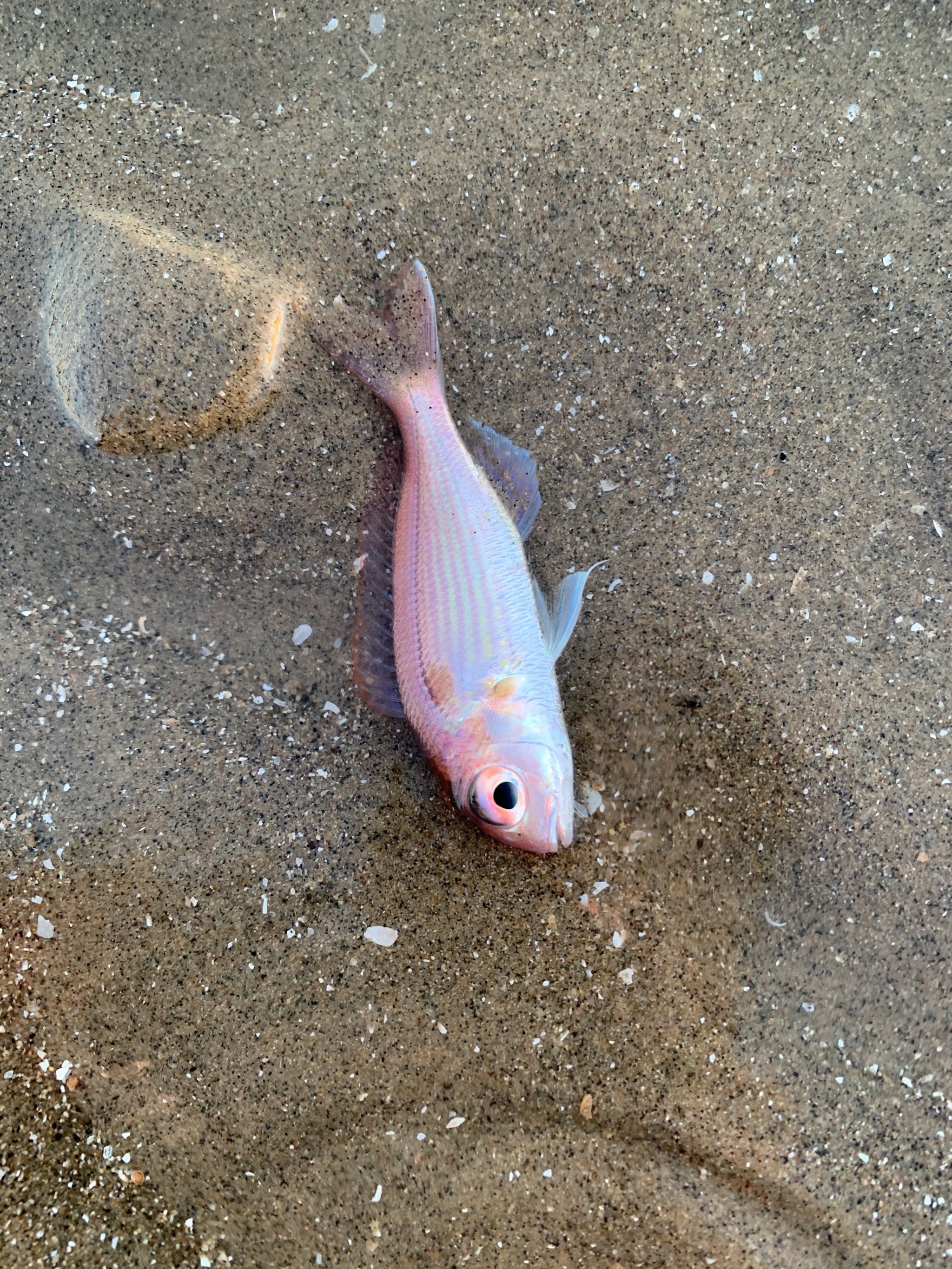 赶海收获满满～大眼99鱼,章鱼99,海胆