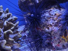 -上海海洋水族馆