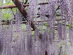 -嘉定紫藤园