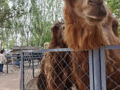 -长白岛森林公园