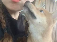 -柴源莊·柴小宠柴犬咖啡