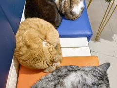 -平行世界·猫咖(首经贸店)