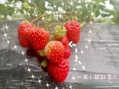 -喜杨洋草莓采摘园