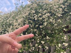 -西苑公园