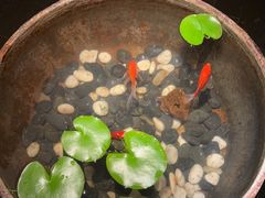 -曲水兰亭(北京四惠店)