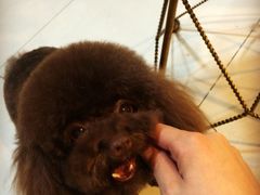iphone_upload_pic-酷迪宠物(赵登禹路店)