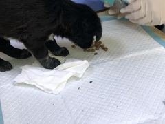 -艾贝尔宠物诊疗