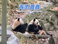 -都江堰中华大熊猫苑