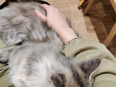 -猫色咖啡·猫咖