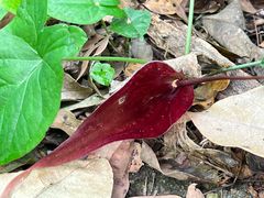 -南宁良凤江国家森林公园