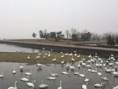 -烟墩角天鹅湖
