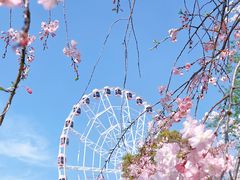 -顾村公园