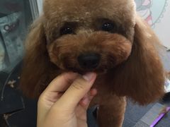 -萌萌喵宠物(百水芊城阅水坊店)