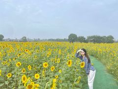 -杭州湾海上花田景区