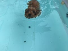 -翊宠yipet猫狗购宠庄园犬舍•猫舍