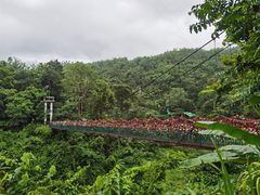 -西双版纳原始森林公园