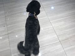 -悠尼宠物·独立低压伊珊娜洗护·美容·寄养(兰谷路店)