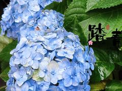 -COMMUNE幻师(花园道店)