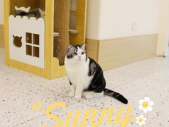 -猫域·湾主题猫咖·宠物吧(南坪城市广场店)