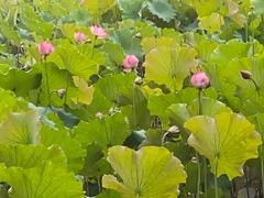 -渭南桃花源民俗文化园