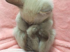 -宠爱国际动物医院·消化内科·心肾内科·ISFM猫友好(望京店)