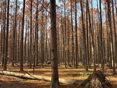 -黄海国家森林公园