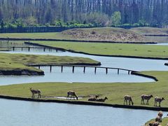 -溱湖国家湿地公园