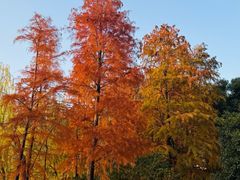 -星巴克(长沙桃子湖店)