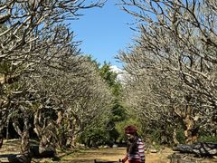 -孔雀湖生态旅游区