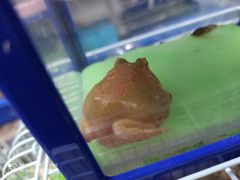 -万商花鸟市场