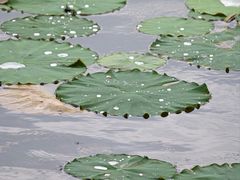 -西昌邛海湿地