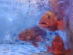 -五姊妹海鲜(火车站店)