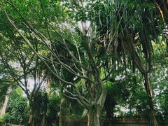 -瑞丽独树成林风景区