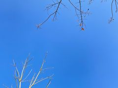 -瑶湖郊野森林公园